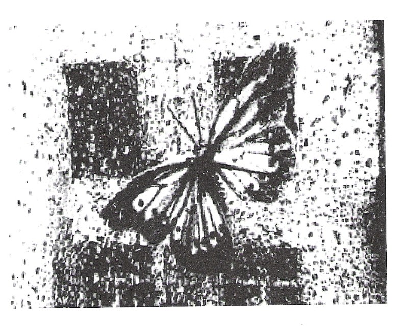 The Butterfly by Elena Katsuba